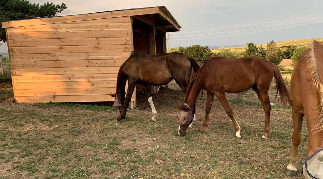 Trois chevaux broutent devant leur abri de prairie, au soleil couchant.