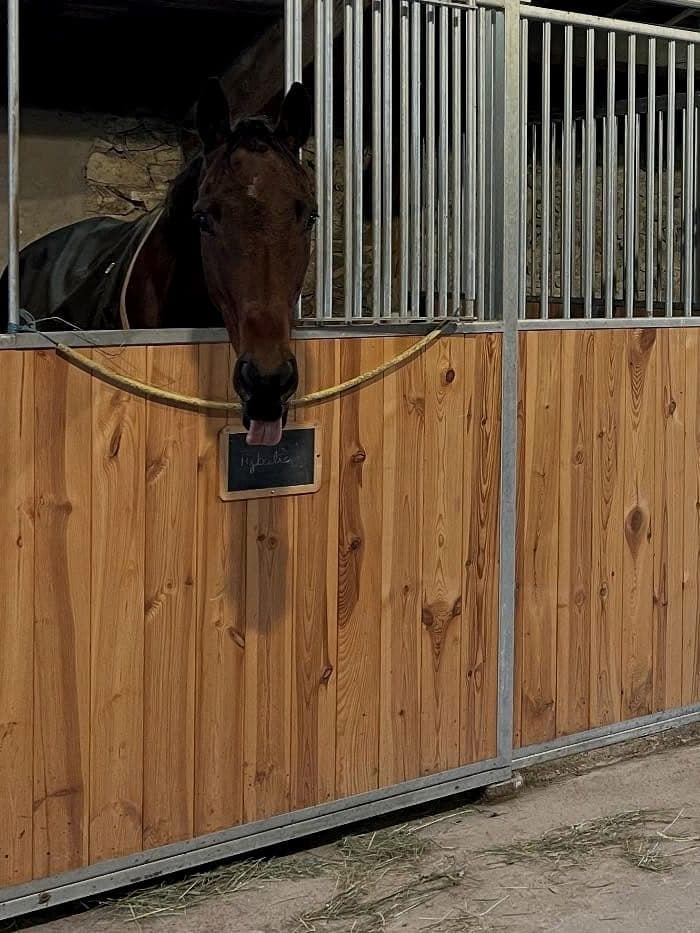 Un cheval bai sort la tête de son box, son nom inscrit sur l’ardoise de la porte.