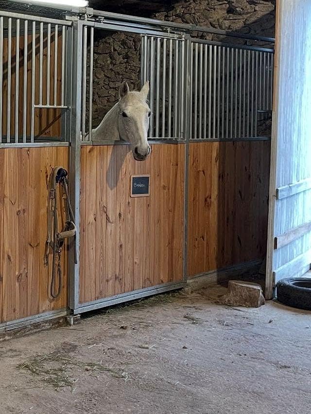 Un cheval gris à la porte de son box, un filet accroché au montant.