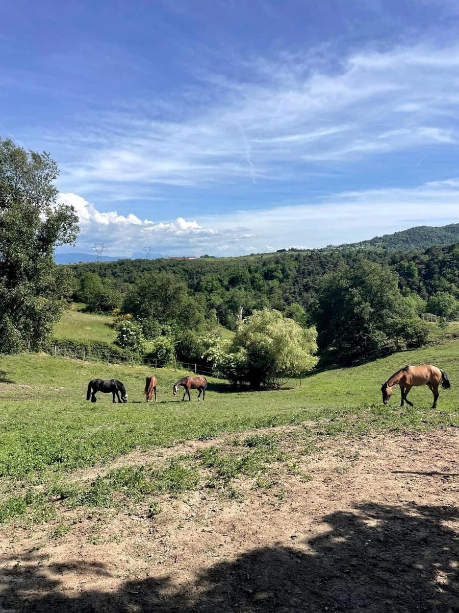 Des chevaux broutent dans un grand parc en pente bordé d’arbres.