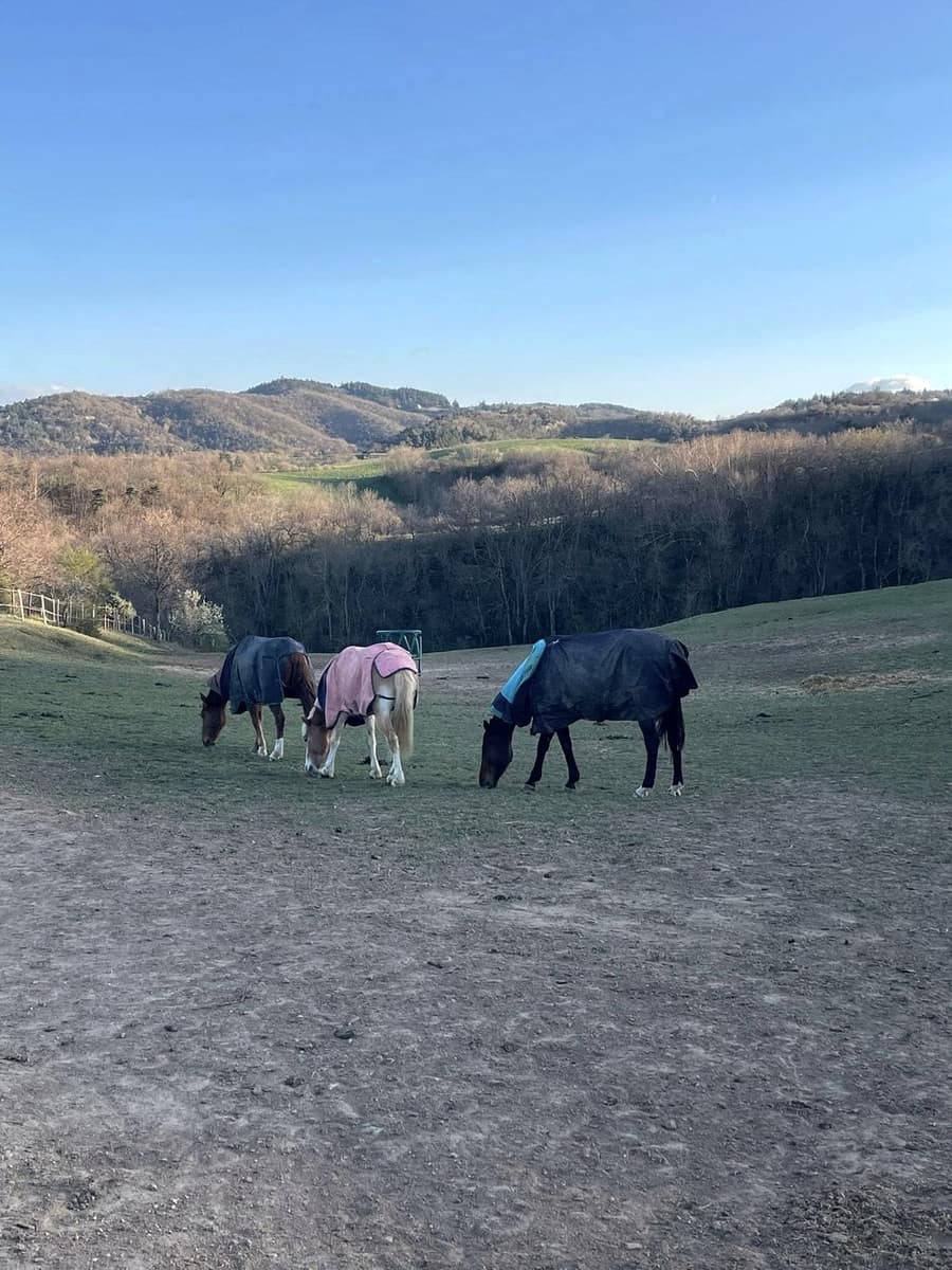 Des chevaux couverts dans leur parc, les collines de l’Ardèche au fond.