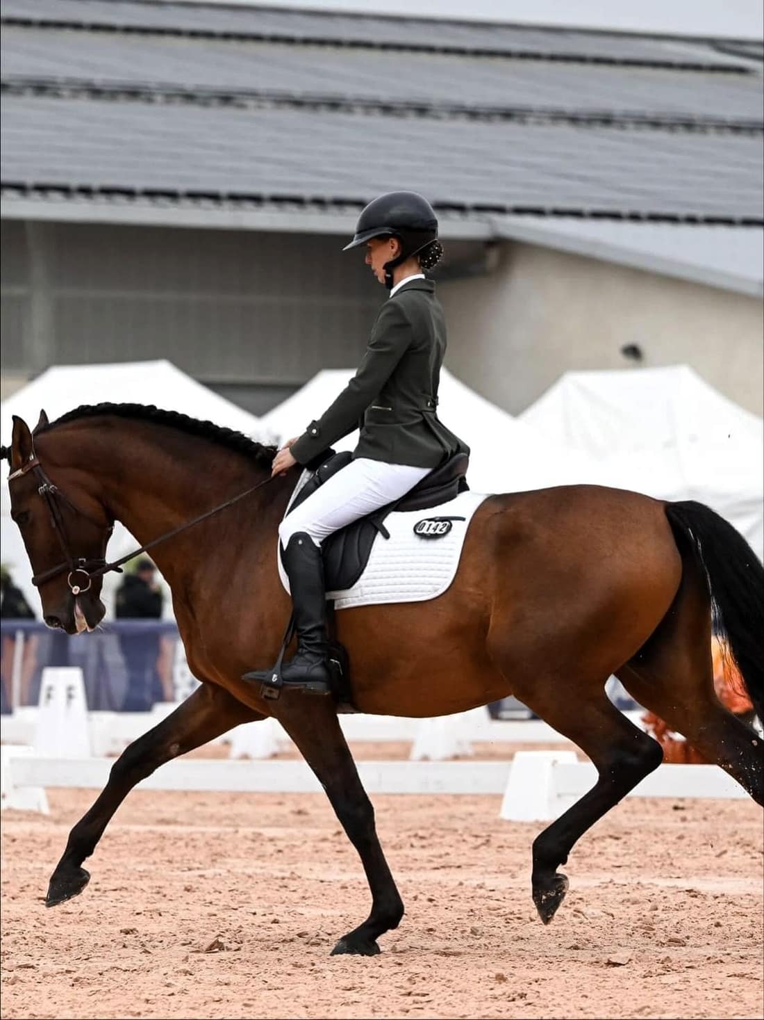 Un cheval bai au trot allongé en carrière, monté en tenue de concours.