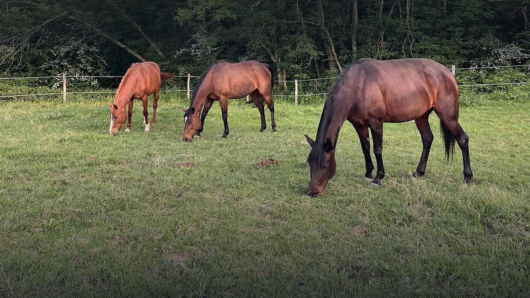 Trois chevaux broutent dans un grand parc de l’Écurie de Beyrieux, les arbres de la haie derrière eux.