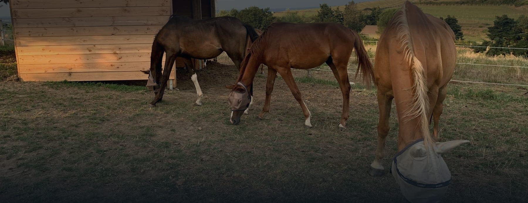 Des chevaux broutent devant leur abri de prairie à la lumière du soir, à l’Écurie de Beyrieux.