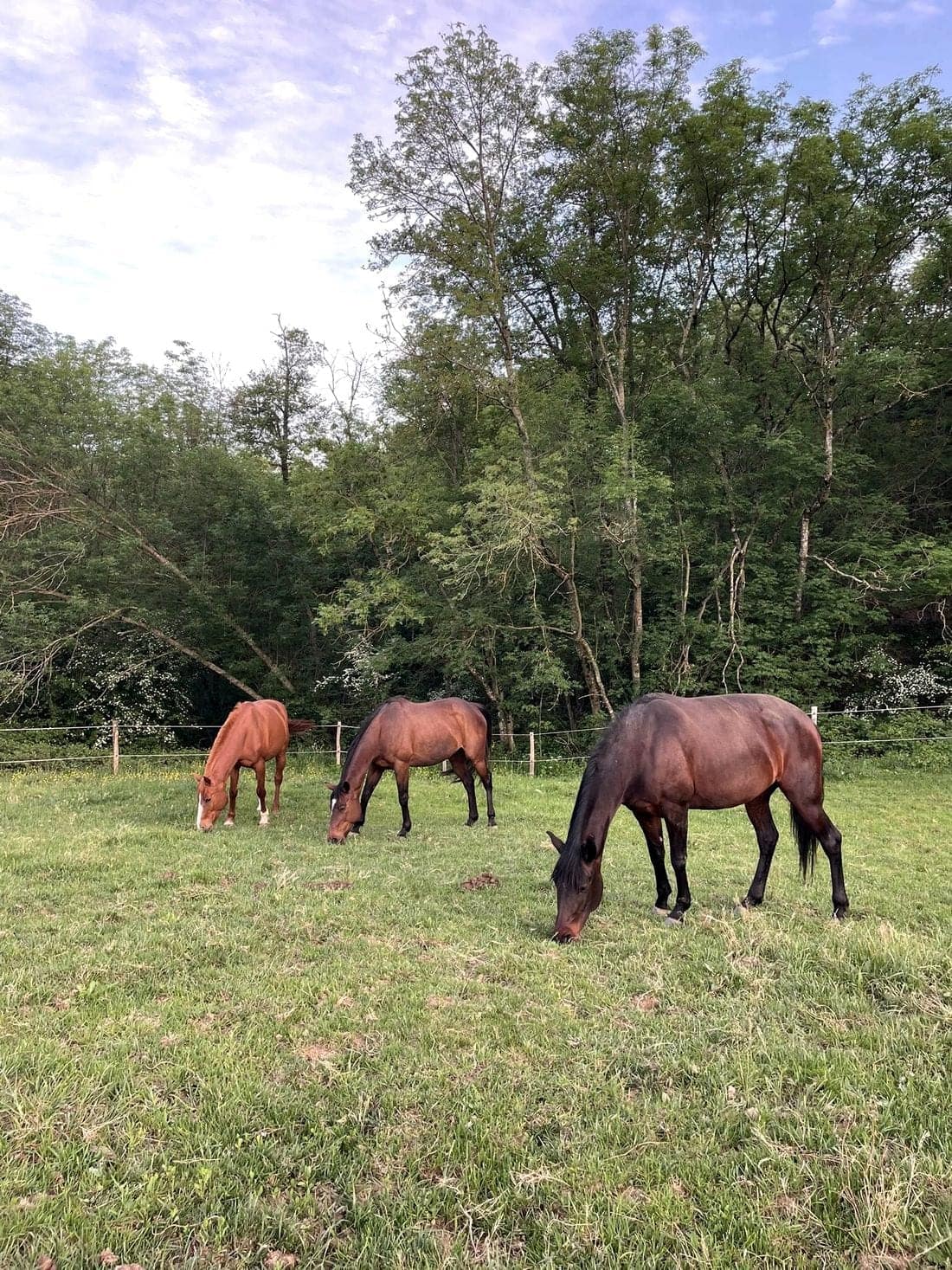 Trois chevaux broutent ensemble dans un grand parc herbeux de l’écurie.