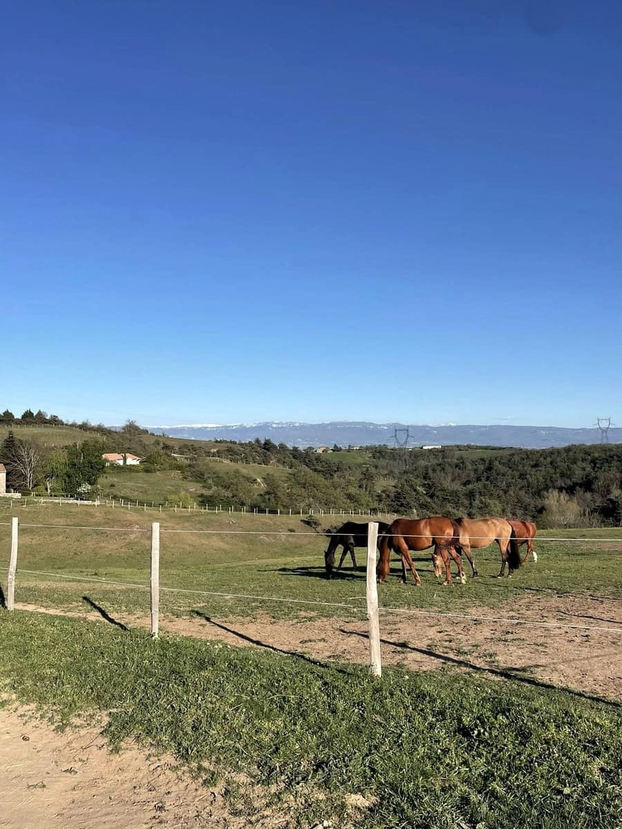Des chevaux au pâturage dans un parc de l’écurie, la vallée de l’Ardèche en contrebas.